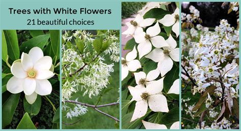 identify tree with white flowers.